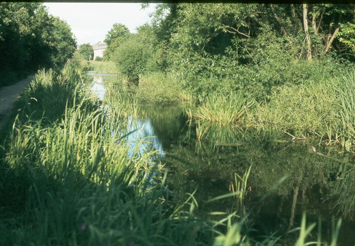 116 Kingshill Summer 1980