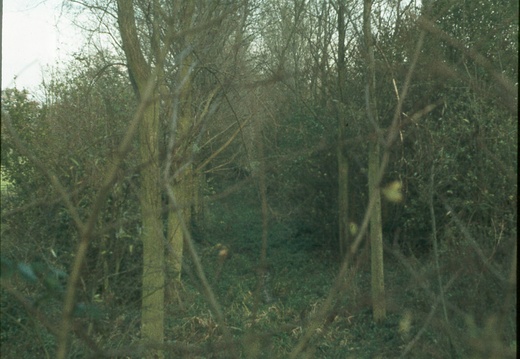 223 Poplar trees in canal 426907 1978