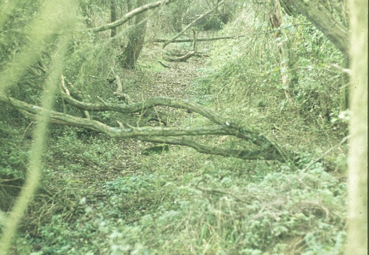 236 South of Drayton Lock 1978