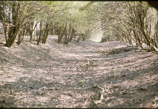 240 North Wilts Canal near Latton 1976