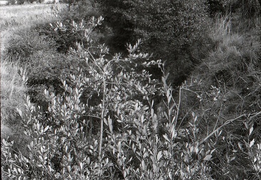 048645E (307 visits) Image credit: RCHS. 1964, Site of Chaddington Lock.
048645E