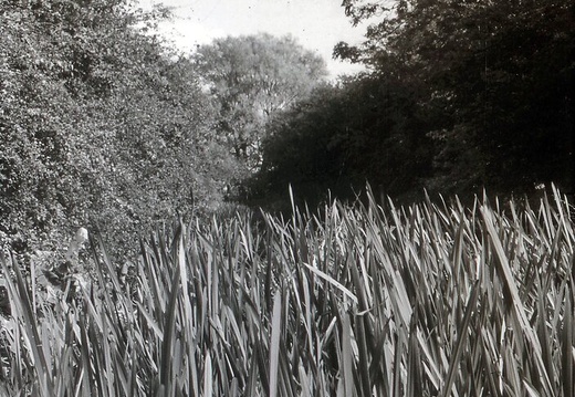 048681E (102 visits) Image credit: RCHS. 1964, View east from Grove bottom lock. 048681E