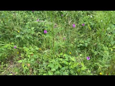 The Pyramidal Orchids of the Wilts & Berks Canal